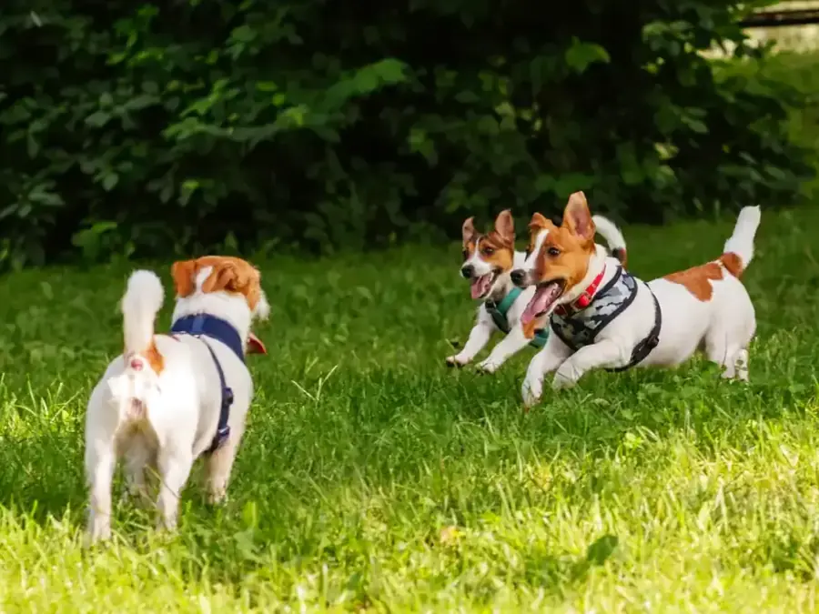Dogs running on grass at Seymour Park off-leash area