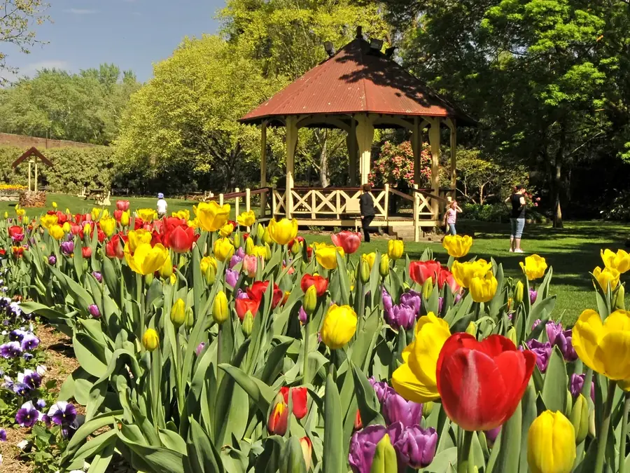 Leighton Gardens spring tulips and rotunda in Moss Vale